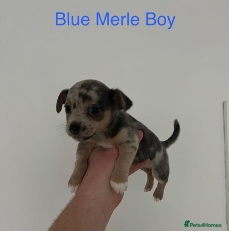 Jack Russell dogs - Advert 1