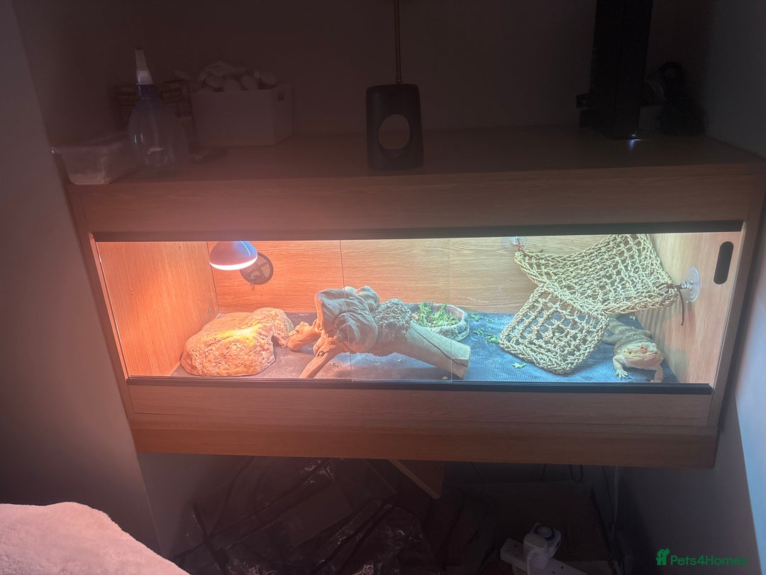 Bearded Dragon reptiles for sale: Male bearded dragon  - Advert 2