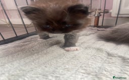 Maine Coon cats for sale: Maine coon mix - Image 8