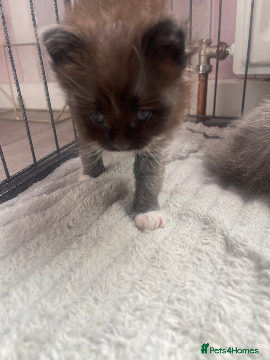 Maine Coon cats for sale: Maine coon mix - Image 8