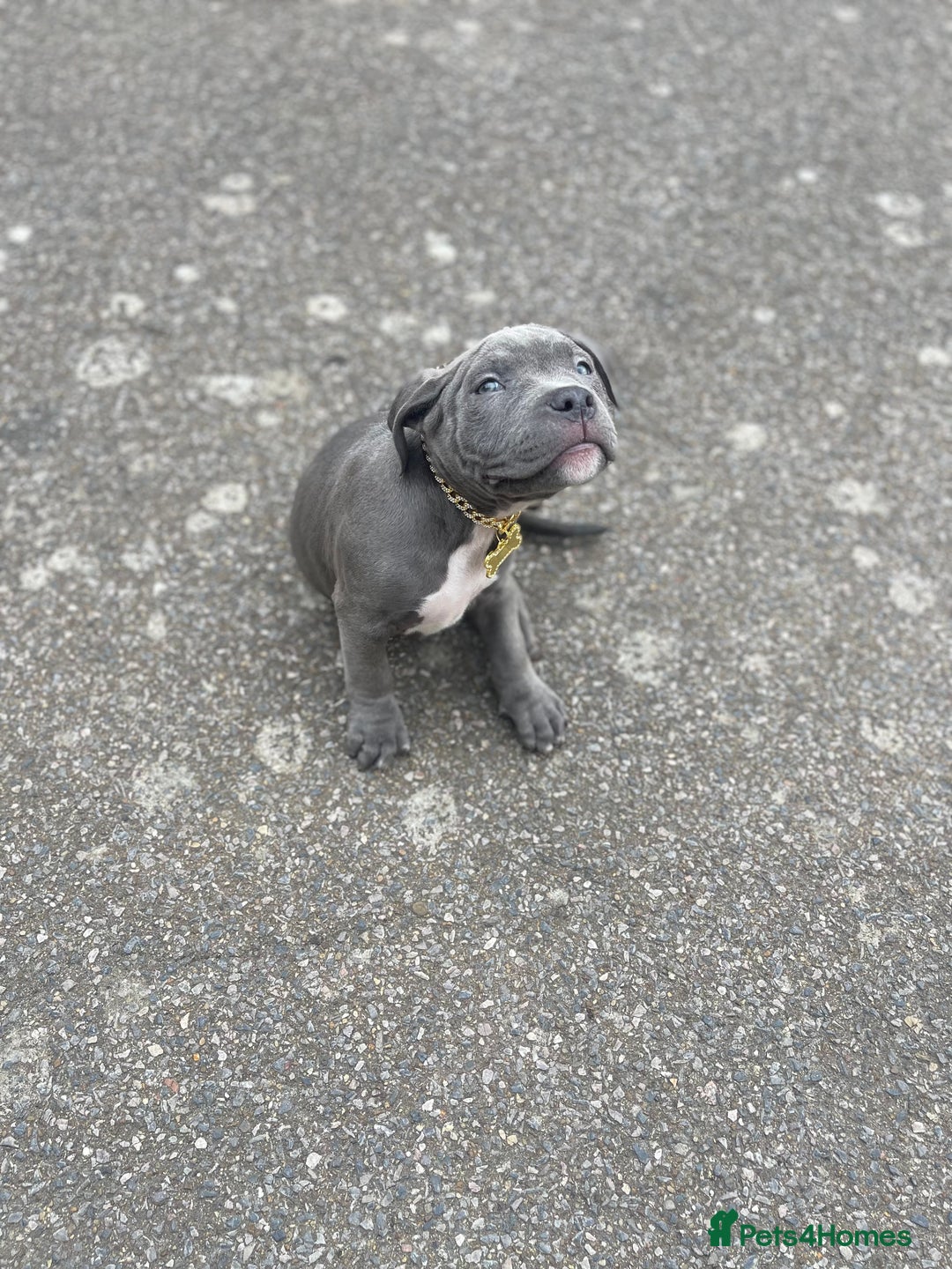 Mixed Breed dogs for sale: Olde Tyme Bulldog x American Staffordshire Pups - Image 17