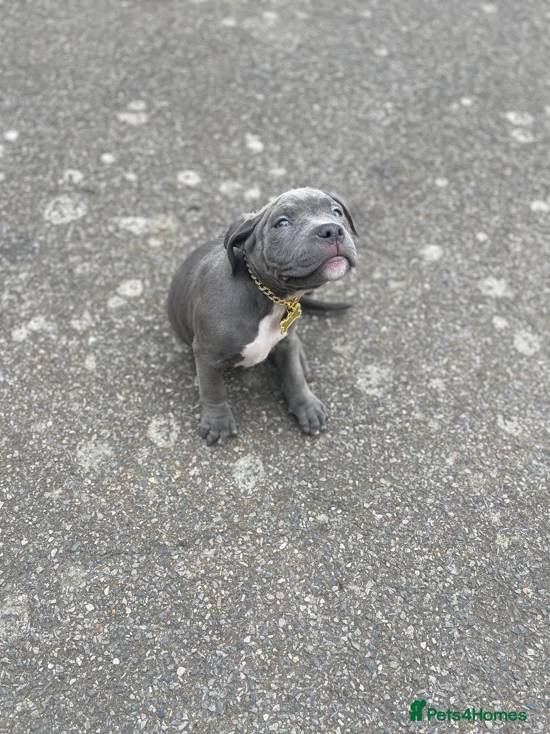 Mixed Breed dogs for sale: Olde Tyme Bulldog x American Staffordshire Pups - Advert 10