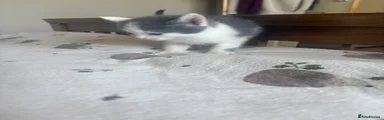 Ragdoll 4