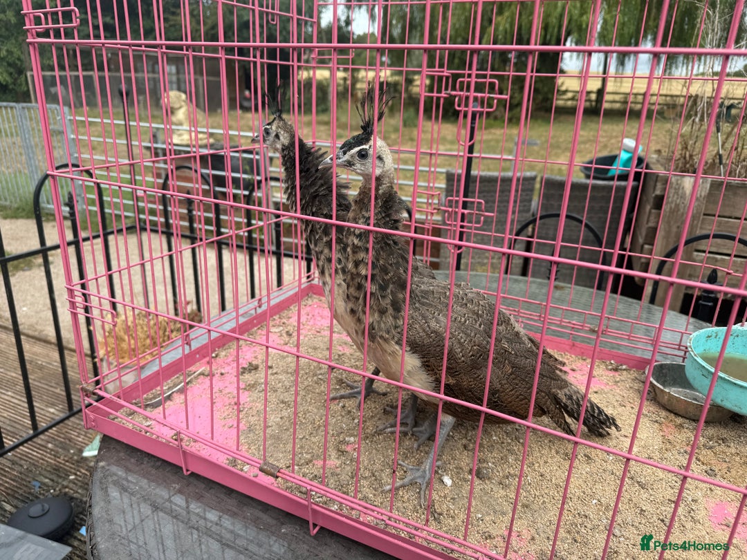 Mixed Breed birds for sale: Indian Blue Peachics - Image 1