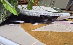 British Shorthair cats for sale: 5 adorable, playful kittens for sale. - Image 10