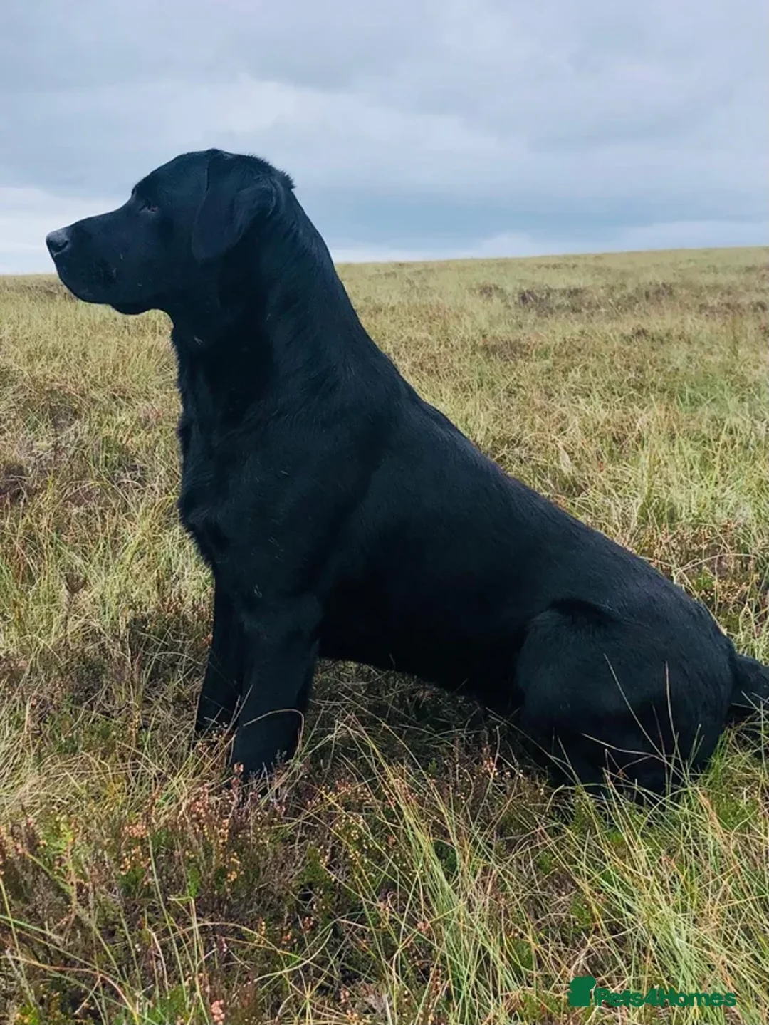 Labrador Retriever dogs for sale: RELISTED DUE TO TIMEWASTER! Gorgeous Lab Puppy - Advert 20