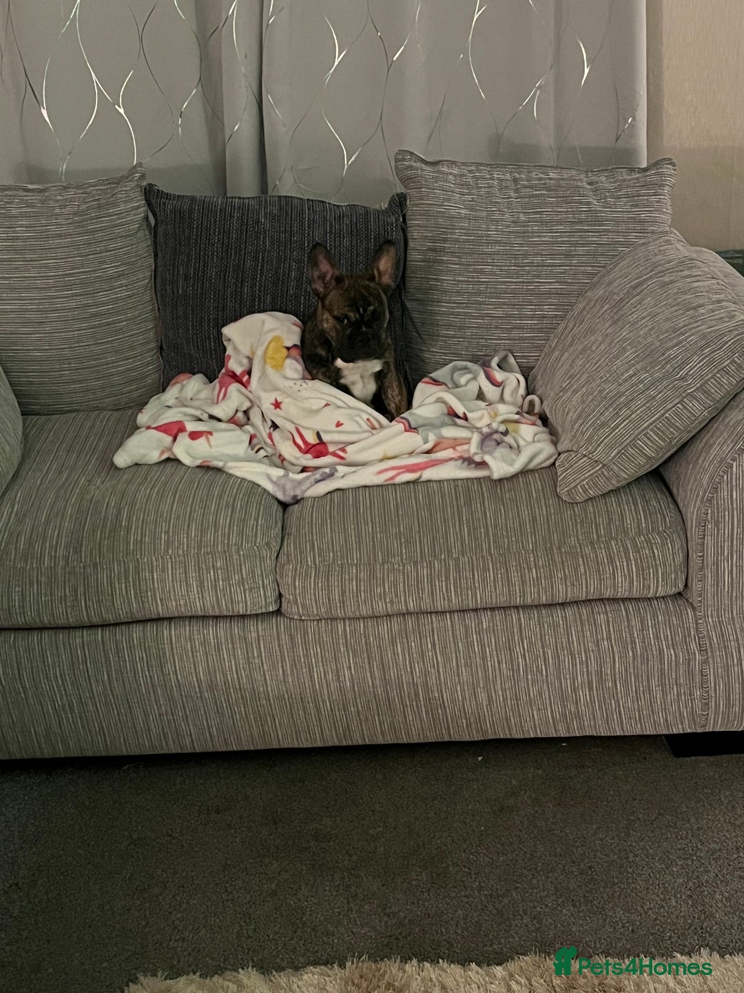 Mixed Breed dogs for sale: 2 year old Minnie  - Advert 2