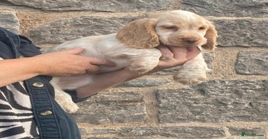 Cocker Spaniel dogs - Advert 2