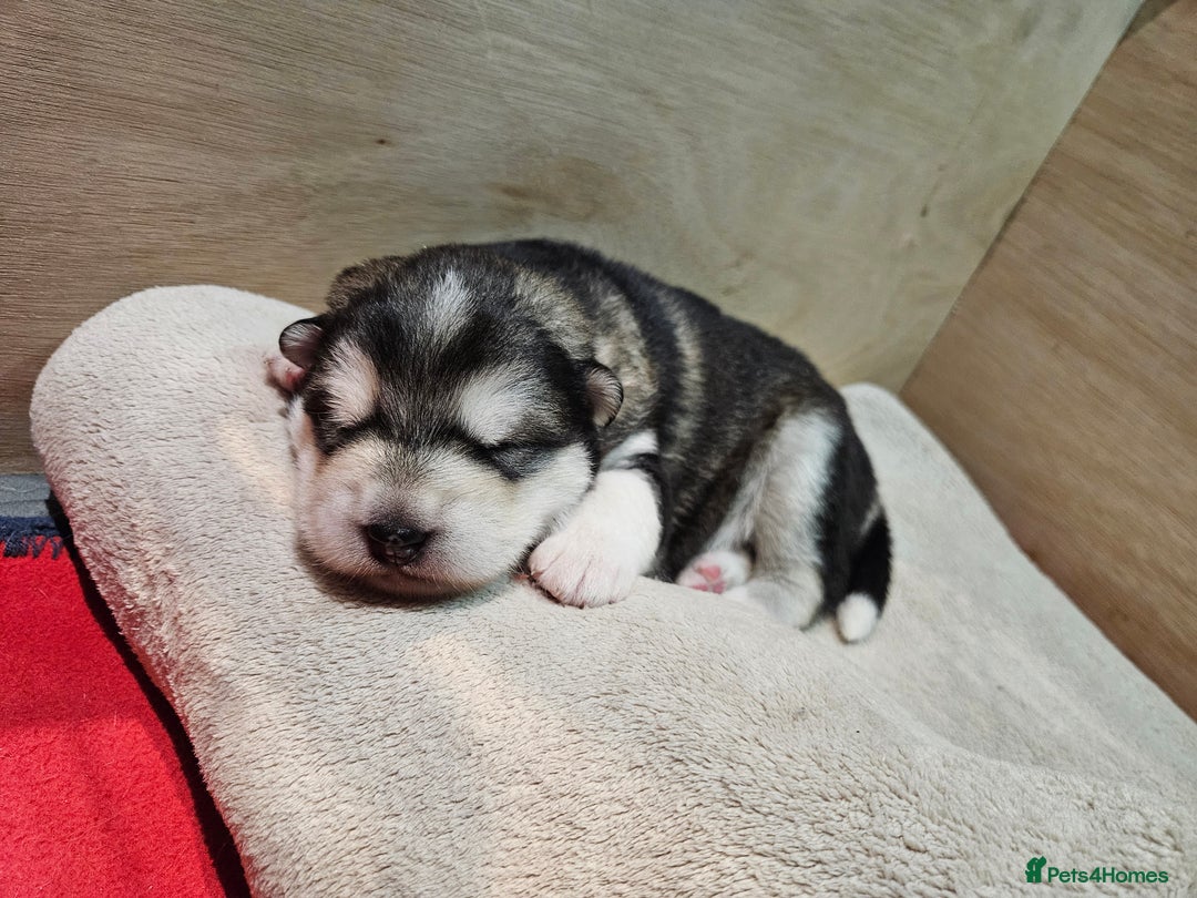 Alaskan Malamute dogs for sale: Litter B  - Advert 3