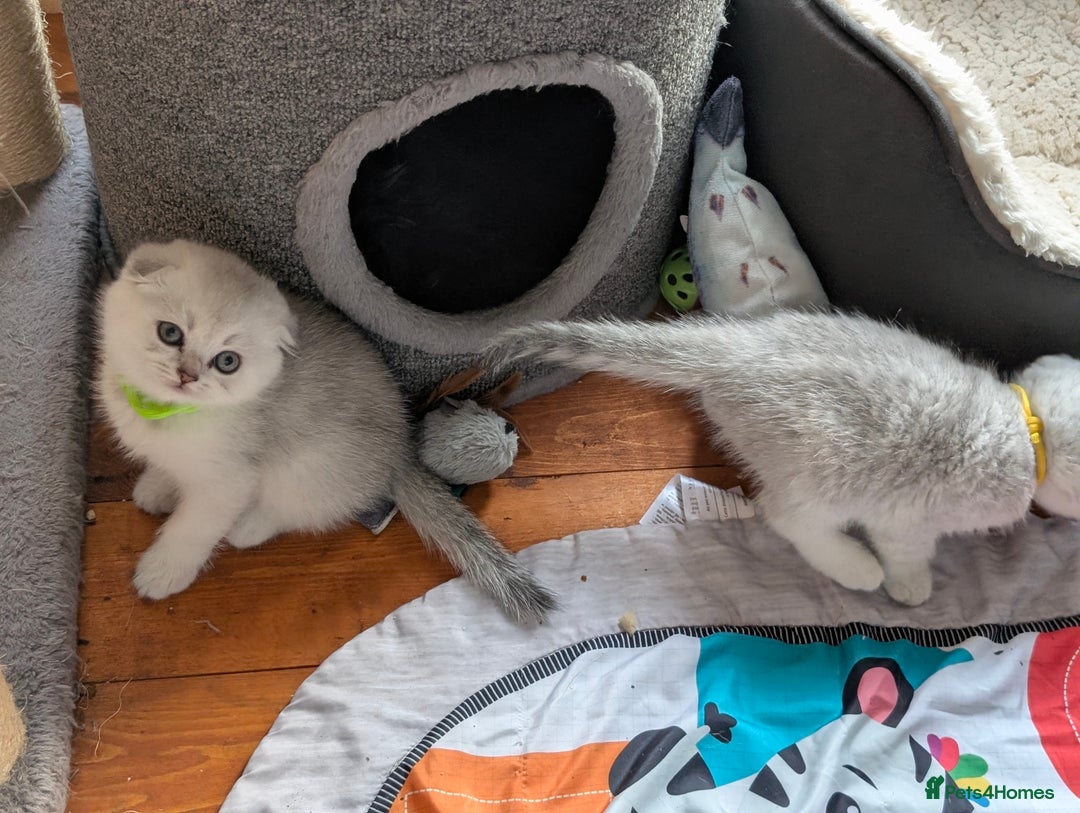 Scottish Fold cats for sale: 😻Scottish fold kittens😻 - Image 13
