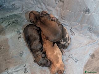 Dachshund dogs Dachshund puppies - Advert 8