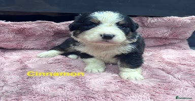 Bernese Mountain Dog dogs BMD Puppies JUST GIRL– Ready Just Before 25/12    - Advert 3