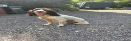 English Springer Spaniel dogs for sale: KC registered English Springer Spaniels - Advert 6
