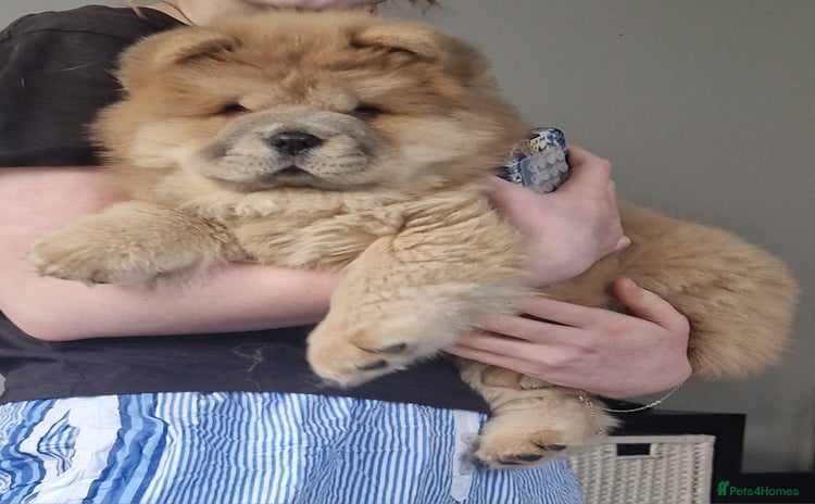 Chow Chow dogs - Advert 1