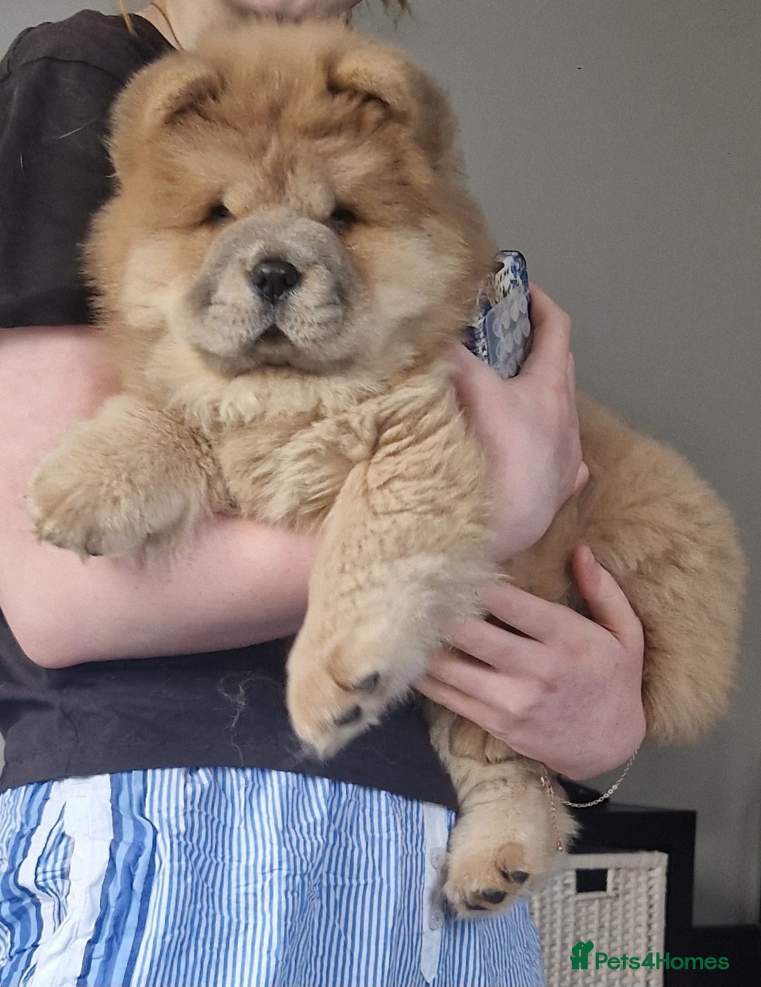 Chow Chow dogs for sale: Chow chow puppy - Image 1