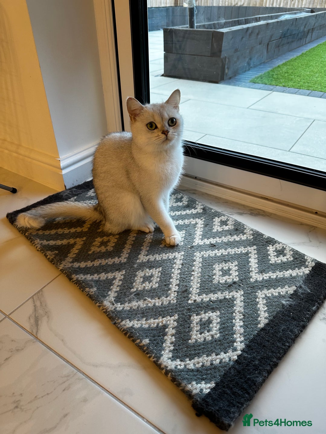 British Shorthair cats for sale: Beautiful British/Scottish girl - regretful sale - Image 4