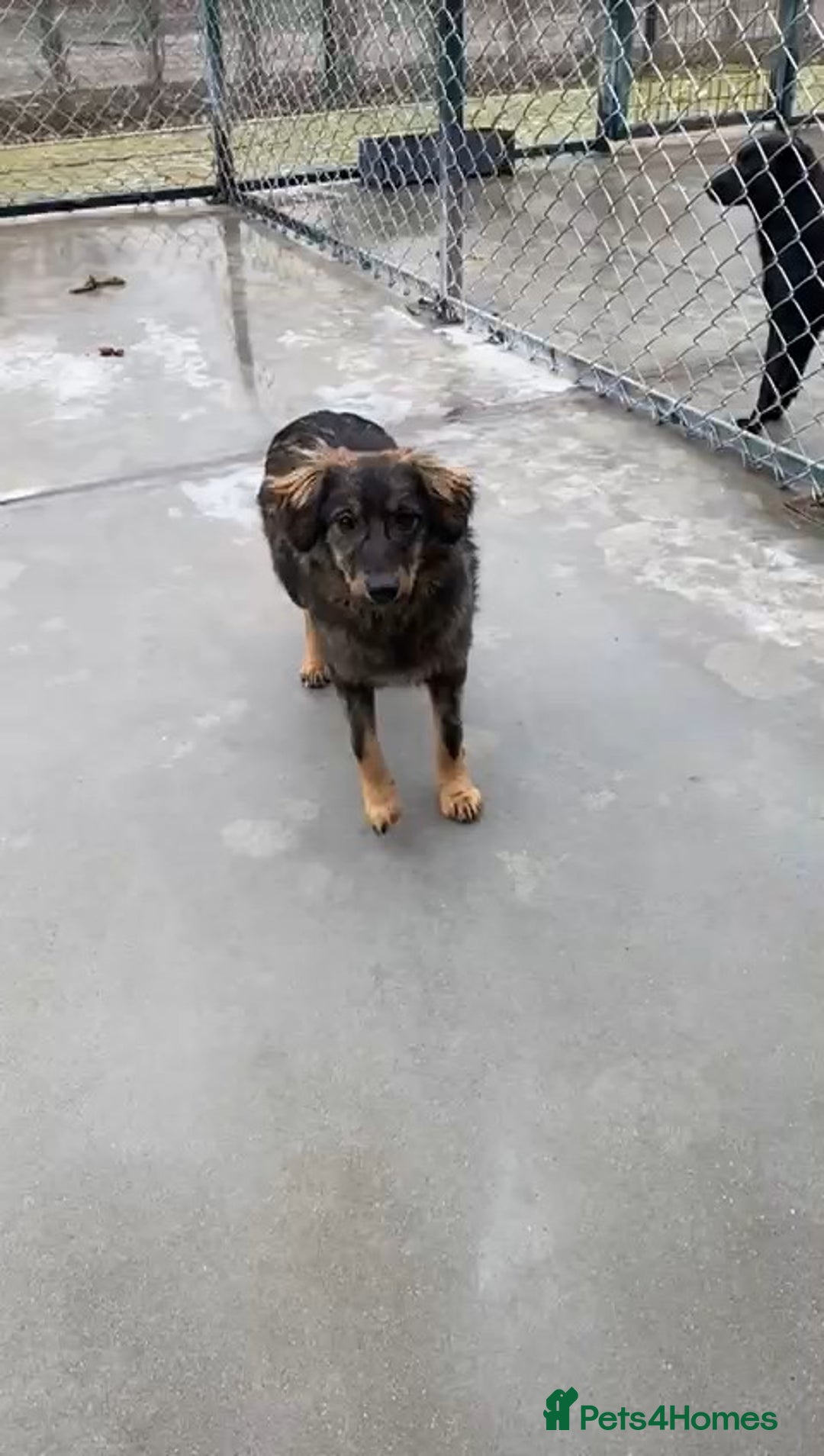 Mixed Breed dogs for adoption: Edie, 1 yr old approx. Available for adoption. - Advert 7