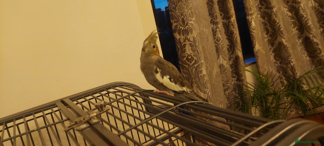 Cockatiels birds for sale: Grey cockatiel  - Advert 2