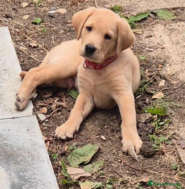 Labrador Retriever dogs Pedigree fox red labrador puppies FTC bloodlines. - Advert 1