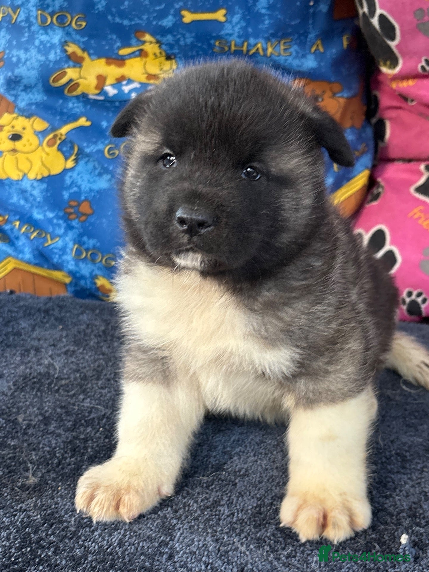 Akita dogs Beautiful American Akita Puppies - Advert 1