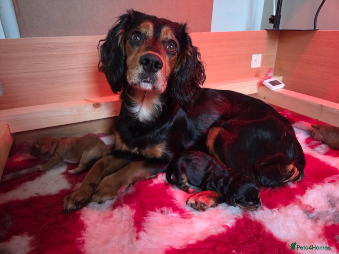 Cocker Spaniel dogs for sale: Cocker spaniel puppies  - Advert 5