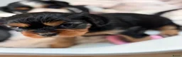 Cavalier King Charles Spaniel dogs for sale: 🧡One Ruby male KC & extensively Health tested - Advert 5
