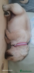 Golden Retriever Puppy 8