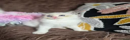 Ragdoll cats for sale: GCCF Registered Gorgeous Kittens  - Advert 16