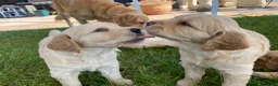 Golden Retriever dogs for sale: Golden Retriever Puppies in Thatcham - Advert 24