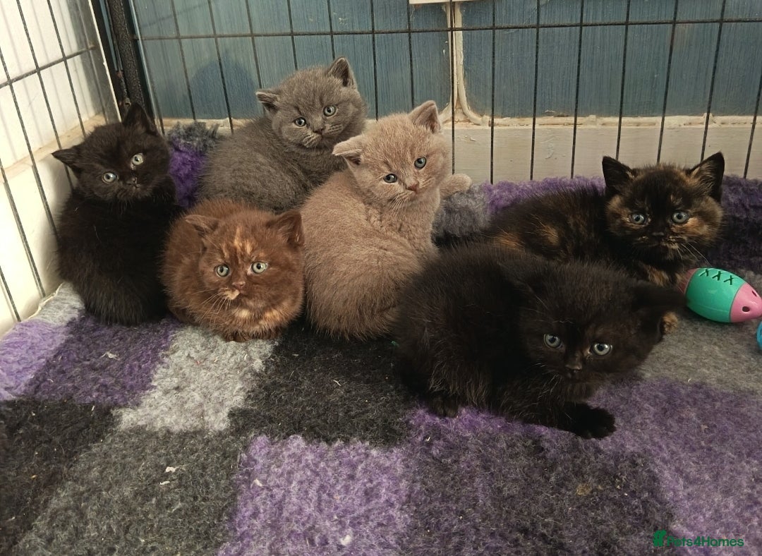 British Shorthair cats Beautiful BSH Litter GCCF Reg* DNA Tested Parents* - Advert 14