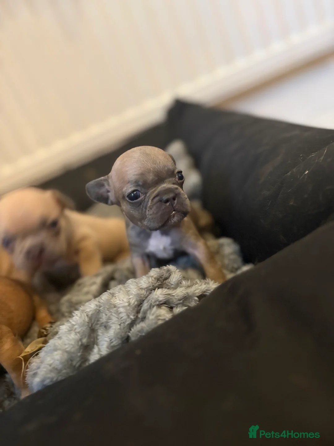 French Bulldog dogs for sale: French bulldog puppies  - Advert 15