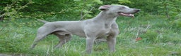 Weimaraner dogs for stud: AMERICAN BOY Gray Arrow - STUD in Edinburgh - Advert 15