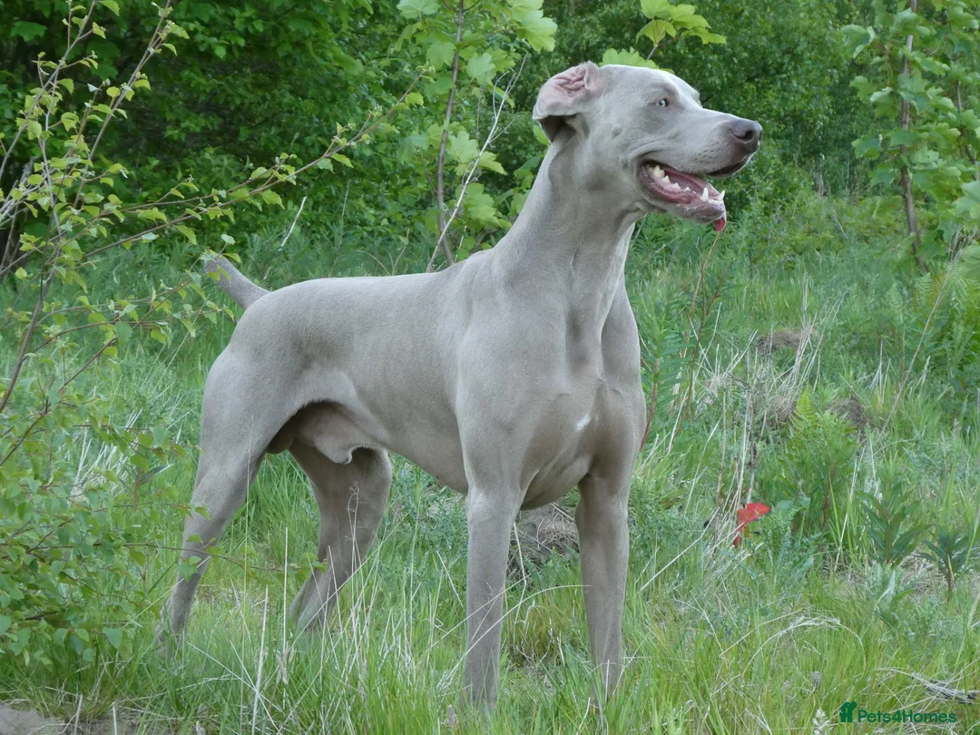 Weimaraner dogs for stud: AMERICAN BOY Gray Arrow - STUD in Edinburgh - Advert 15