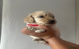 Cockapoo dogs for sale: Stunning lemon and white f1b babies  - Image 4