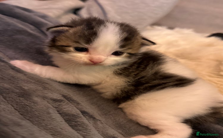 Ragdoll cats Stunning ragdoll cross brown/white tabby males - Advert 1