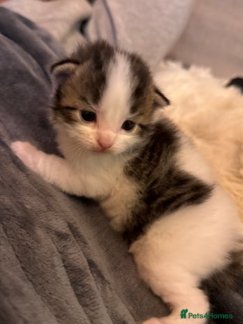 Ragdoll cats Stunning ragdoll cross brown/white tabby males - Advert 7