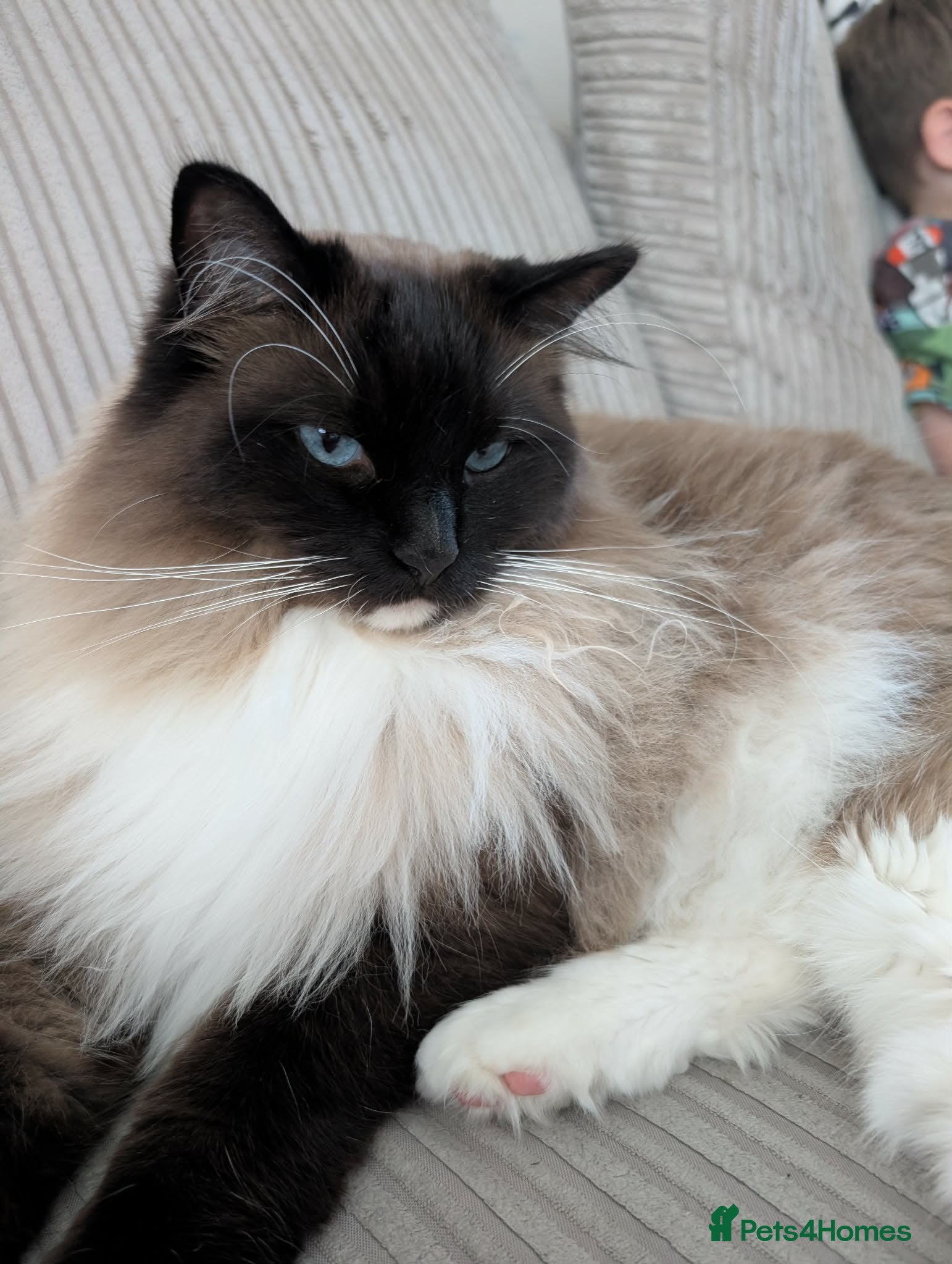 Ragdoll cats Big Ragdol male  - Advert 4
