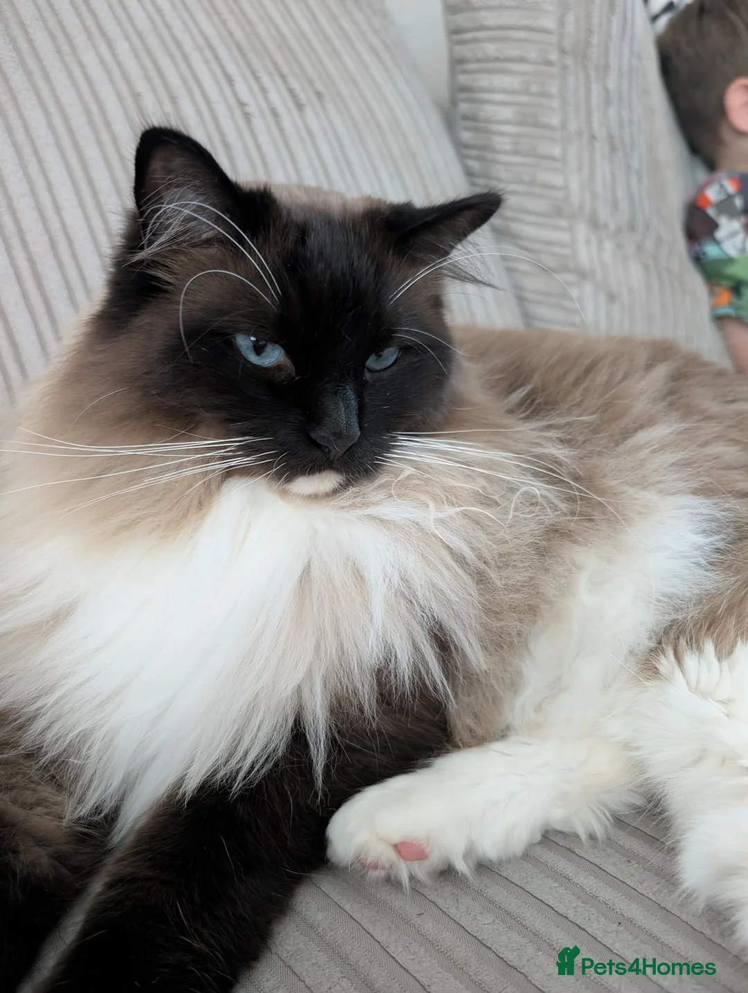 Ragdoll cats for sale: Big Ragdol male  - Advert 1