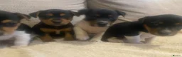 Jack Russell dogs for sale: Gorgeous Miniature Jack Russell puppies  - Advert 6