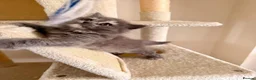 British Longhair cats for sale: Gorgeous fluffy british longhair girl - Advert 3