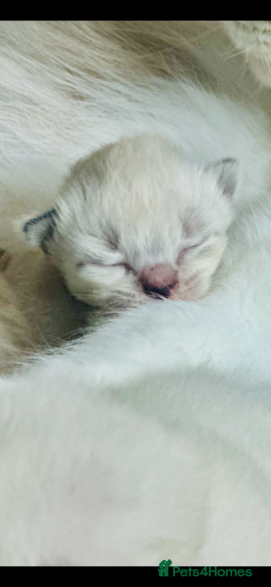 Ragdoll cats 🩷 WAITING LIST NOW OPEN 💜 - Advert 1