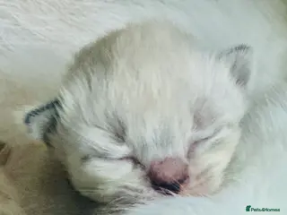 Ragdoll cats 🩷 WAITING LIST NOW OPEN 💜 - Advert 1