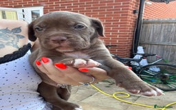 Mixed Breed dogs for sale: Beautiful American bulldog x cane corso puppies - Image 9