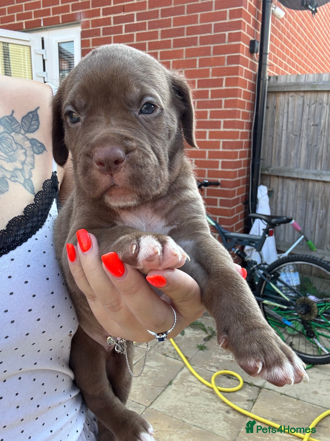 Mixed Breed dogs for sale: Beautiful American bulldog x cane corso puppies - Image 9