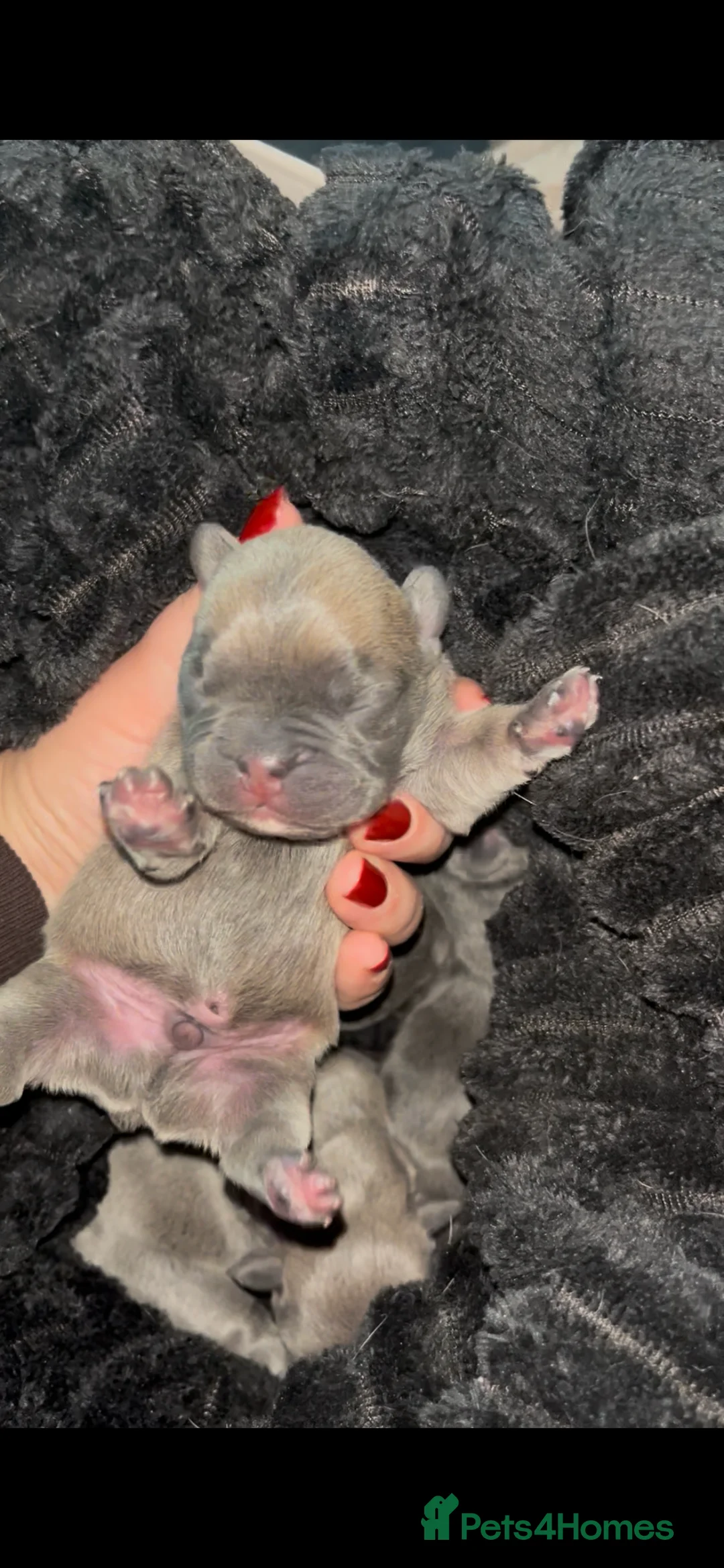 French Bulldog dogs for sale: RESERVED*French Bulldog Puppies - 2 girls / 2 boys - Advert 12