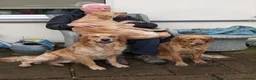 Golden Retriever dogs for stud: Golden Retriever Stud  - Advert 12
