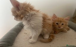 Mixed Breed cats for sale: 5 Fluffy Half Maine Coon kittens - Advert 6