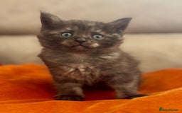 Mixed Breed cats for sale: Maine-coon / Ragdoll Kittens  - Image 8