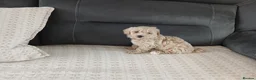Maltipoo dogs for sale: Maltipoo puppies - Advert 28