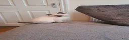 Ragdoll cats for sale: 🐈💕Gorgeous GCCF Blue Point Kittens💕🐈 in Preston - Advert 12